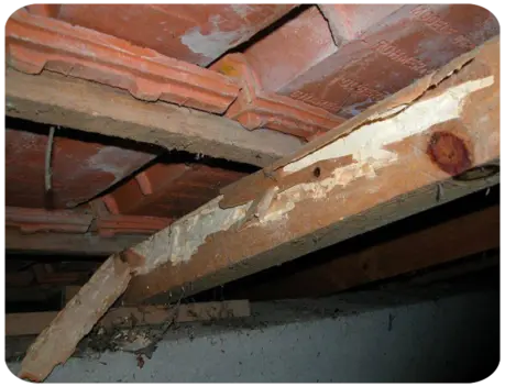 Entreprise de traitement de charpente à Barbezieux-Saint-Hilaire