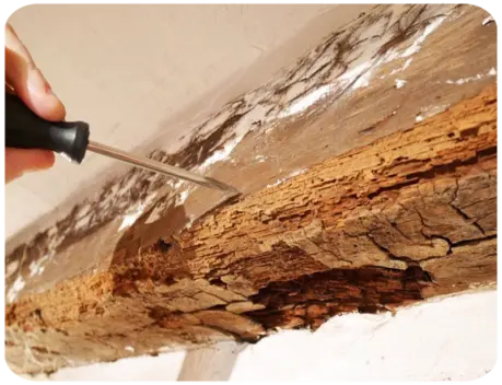 Traitement termites et capricornes Barbezieux-Saint-Hilaire